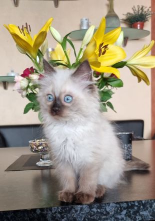 Ragdoll Kitten mit Stammbaum