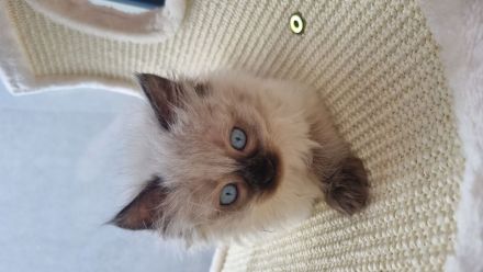 Ragdoll Kitten mit Stammbaum