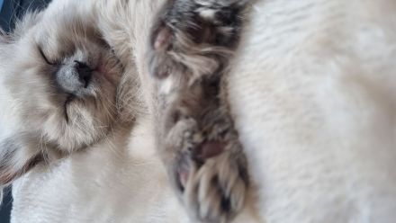 Ragdoll Kitten mit Stammbaum