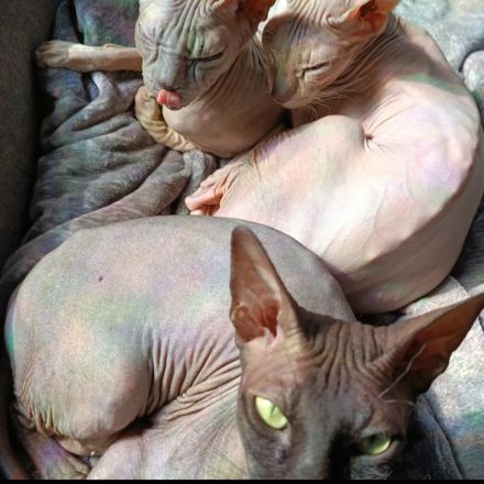 Sphynxe suchen ein neues zu Hause