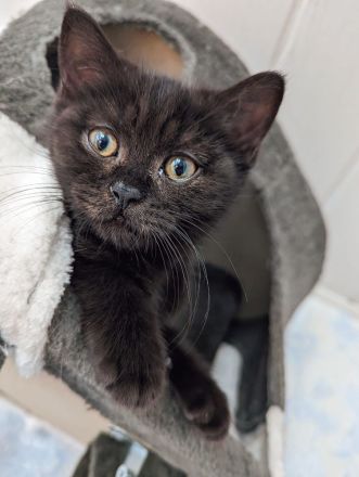 Reinrassige BKH/BLK Kitten