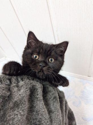 Reinrassige BKH/BLK Kitten