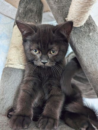 Reinrassige BKH/BLK Kitten