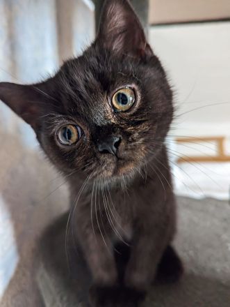 Reinrassige BKH/BLK Kitten