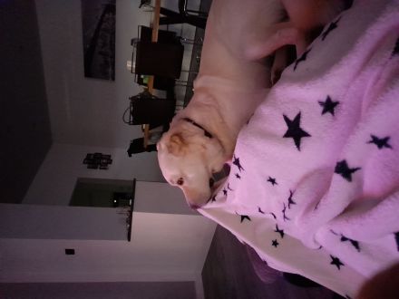 Hund gegen Schutzgebühr abzugeben