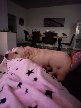 Hund gegen Schutzgebühr abzugeben