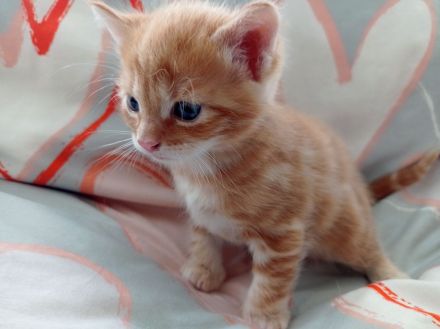 Unsere süßen Baby‘s suchen Kuschelpersonal