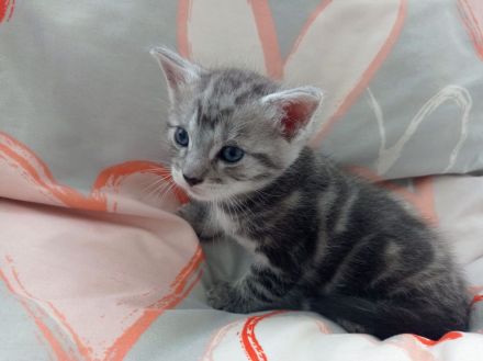 Unsere süßen Baby‘s suchen Kuschelpersonal