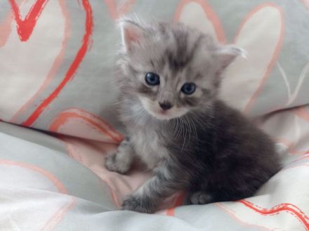 Unsere süßen Baby‘s suchen Kuschelpersonal