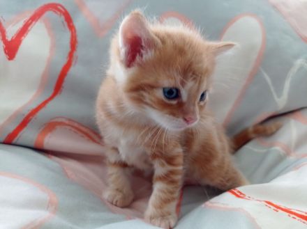 Unsere süßen Baby‘s suchen Kuschelpersonal