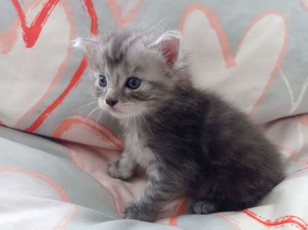 Unsere süßen Baby‘s suchen Kuschelpersonal