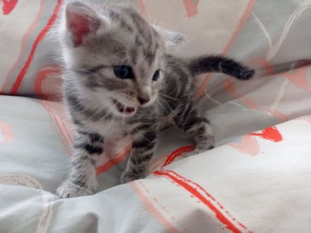 Unsere süßen Baby‘s suchen Kuschelpersonal