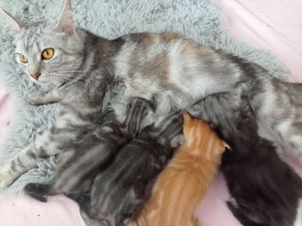 Unsere süßen Baby‘s suchen Kuschelpersonal