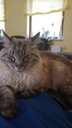 Unsere süßen Baby‘s suchen Kuschelpersonal