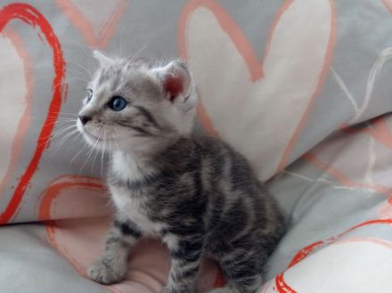 Unsere süßen Baby‘s suchen Kuschelpersonal