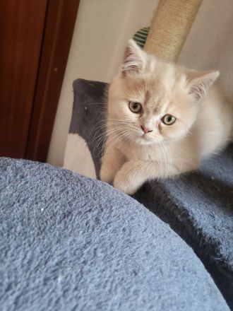 Bkh kitten zu verkaufen