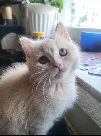 Bkh kitten zu verkaufen