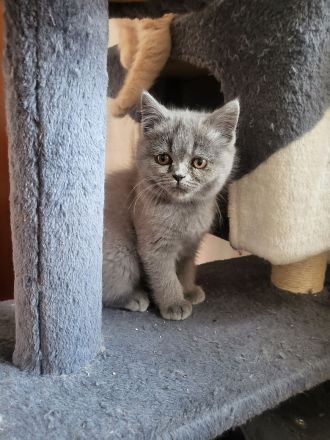 Bkh kitten zu verkaufen