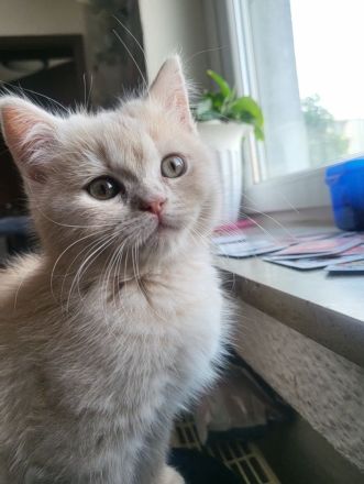 Bkh kitten zu verkaufen