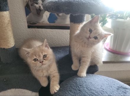 Bkh kitten zu verkaufen