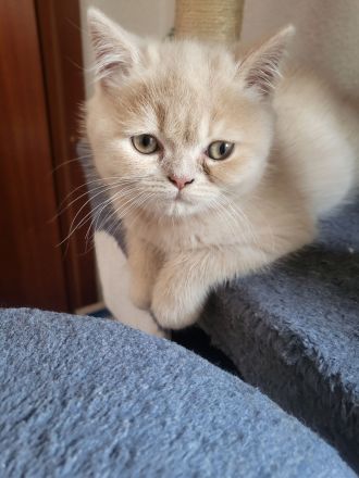 Bkh kitten zu verkaufen