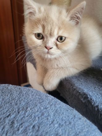 Bkh kitten zu verkaufen