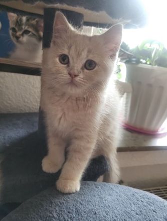 Bkh kitten zu verkaufen