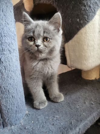 Bkh kitten zu verkaufen