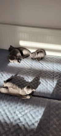 Süße BKH Kätzchen zu verkaufen