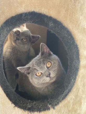 Süße BKH Kätzchen zu verkaufen