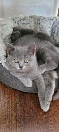 Süße BKH Kätzchen zu verkaufen