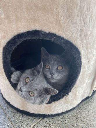 Süße BKH Kätzchen zu verkaufen