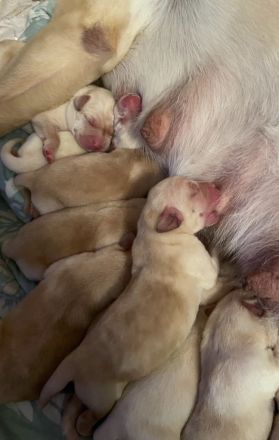 Reinrassige Labrador Welpen