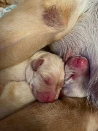 Reinrassige Labrador Welpen