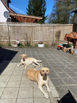 Reinrassige Labrador Welpen