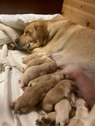 Reinrassige Labrador Welpen