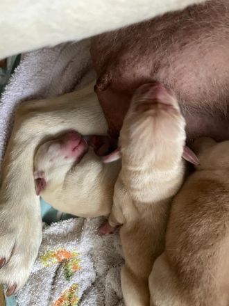 Reinrassige Labrador Welpen