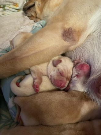 Reinrassige Labrador Welpen