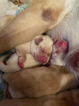 Reinrassige Labrador Welpen