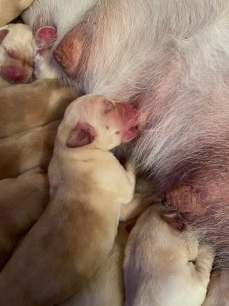 Reinrassige Labrador Welpen