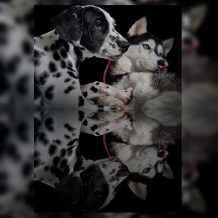 Dalmatiner welpe