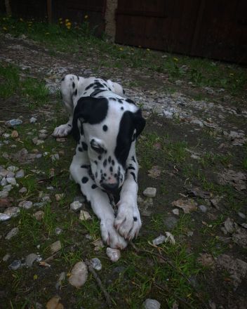 Dalmatiner welpe