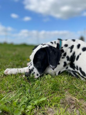 Dalmatiner welpe