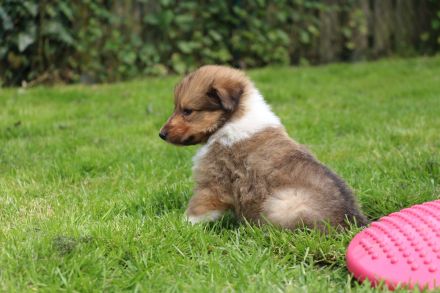 Collie Welpe Rüde