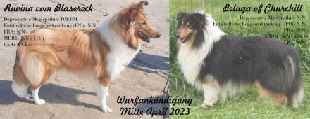 Collie Welpe Rüde