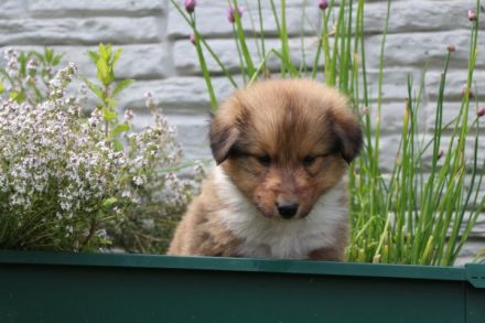 Collie Welpe Rüde