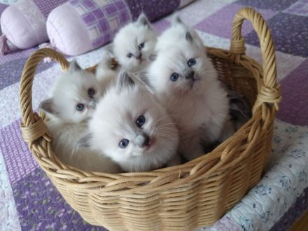 Süße Ragdoll Kitten suchen ein neues Zuhause