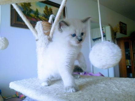Süße Ragdoll Kitten suchen ein neues Zuhause