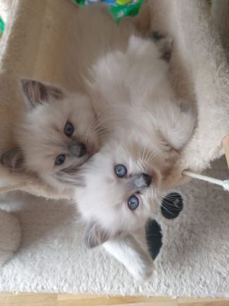 Süße Ragdoll Kitten suchen ein neues Zuhause