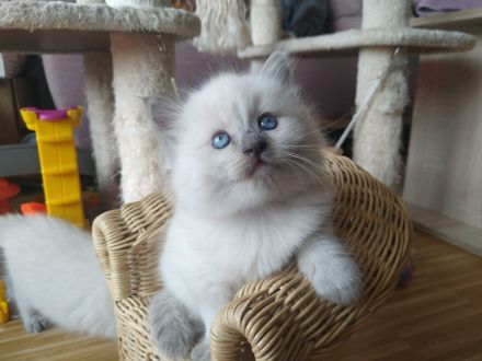 Süße Ragdoll Kitten suchen ein neues Zuhause